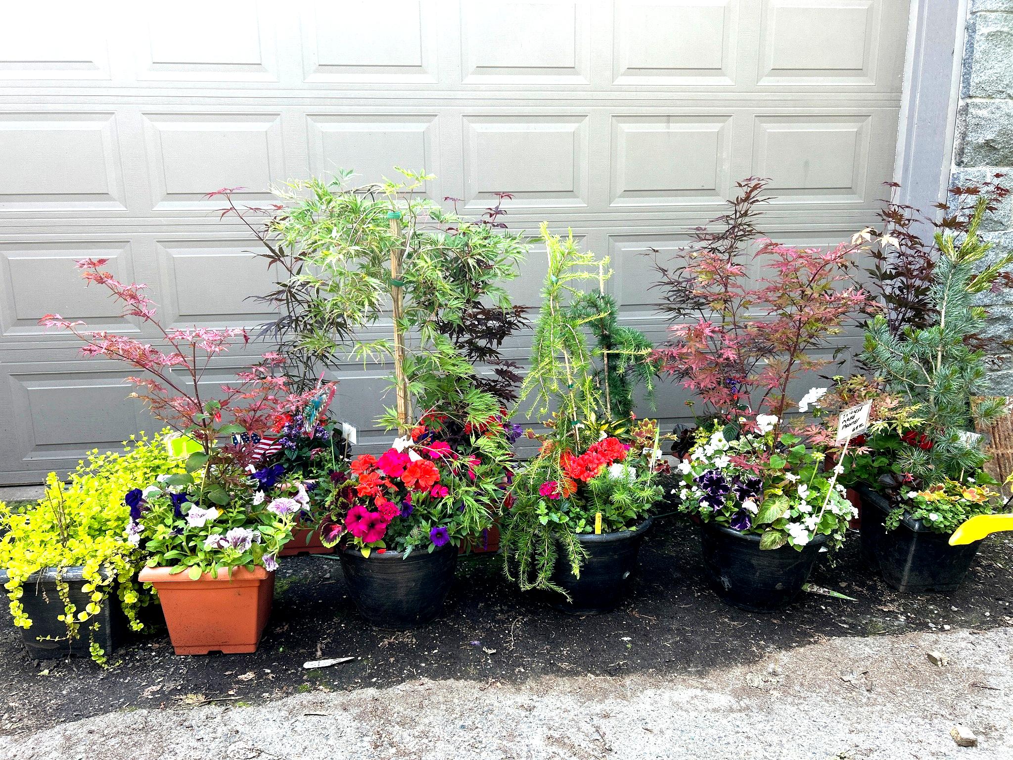 Kirkland Nursery | Local Trees, Shrubs & Flowers in Kirkland WA