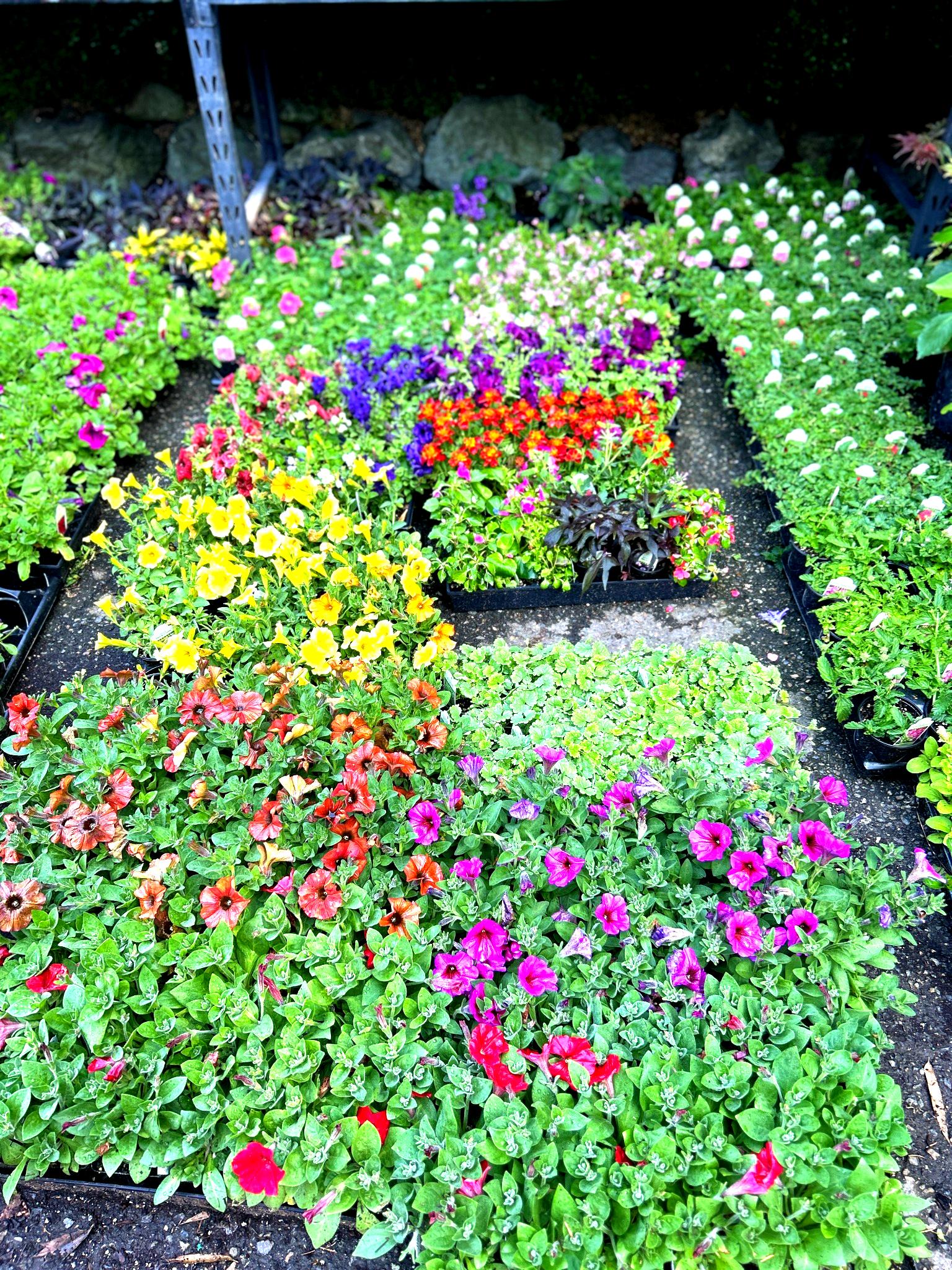 Kirkland Nursery | Local Trees, Shrubs & Flowers in Kirkland WA